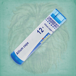 Buy 80 pellets of Allium Cepa 12c ~ UPC 306960032113 by Boiron from The Homeopathy Lounge at House of Greco