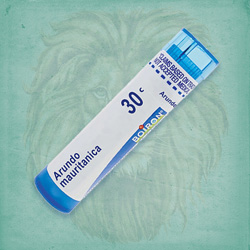 Buy 80 pellets of Arundo Mauritanica 30c ~ UPC 306961020133 by Boiron from The Homeopathy Lounge at House of Greco