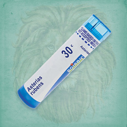 Buy 80 pellets of Asterias Rubens 30c ~ UPC 306960088134 by Boiron from The Homeopathy Lounge at House of Greco