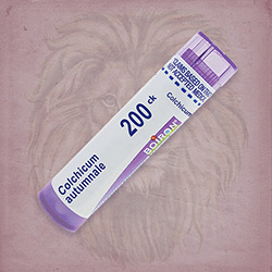 Buy 80 pellets of Colchicum Autumnale 200ck ~ UPC 306960225317 by Boiron from The Homeopathy Lounge at House of Greco