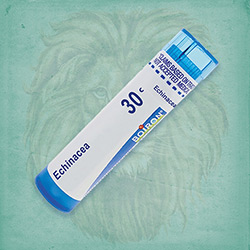 Buy 80 pellets of Echinacea 30c ~ UPC 306960277132 by Boiron from The Homeopathy Lounge at House of Greco