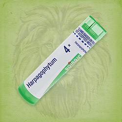 Buy 80 pellets of Harpagophytum 4x ~ UPC 306962376413 by Boiron from The Homeopathy Lounge at House of Greco