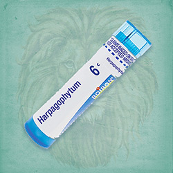 Buy 80 pellets of Harpagophytum 6c ~ UPC 306962374419 by Boiron from The Homeopathy Lounge at House of Greco