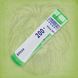 Buy 80 pellets of Silicea 200x ~ UPC 306960684220 by Boiron from The Homeopathy Lounge at House of Greco